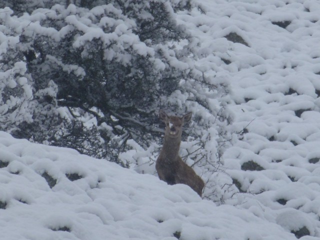 Snow Deer on Place Fell