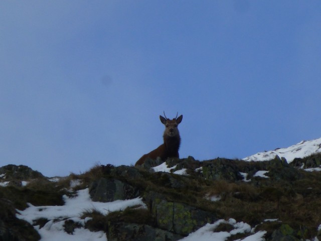 Young Stag on Place Fell